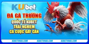 Đá gà trường quốc tế Kubet – Trải nghiệm cá cược gay cấn