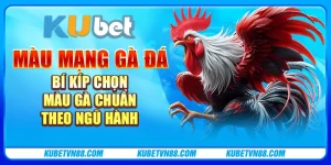 Màu mạng gà đá - Bí kíp chọn màu gà chuẩn theo ngũ hành