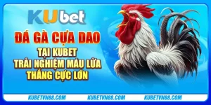 Đá gà cựa dao tại Kubet - Trải nghiệm máu lửa, thắng cực lớn